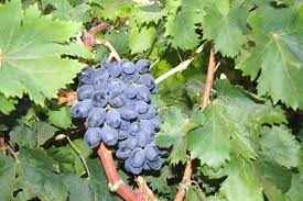 Image showing the Autumn Royal Grapes