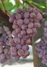 Image showing the Candy Hearts Grapes