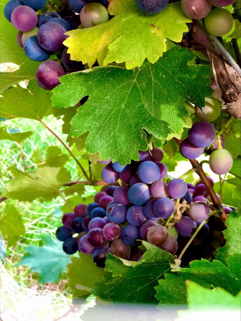 Image showing the Grapes