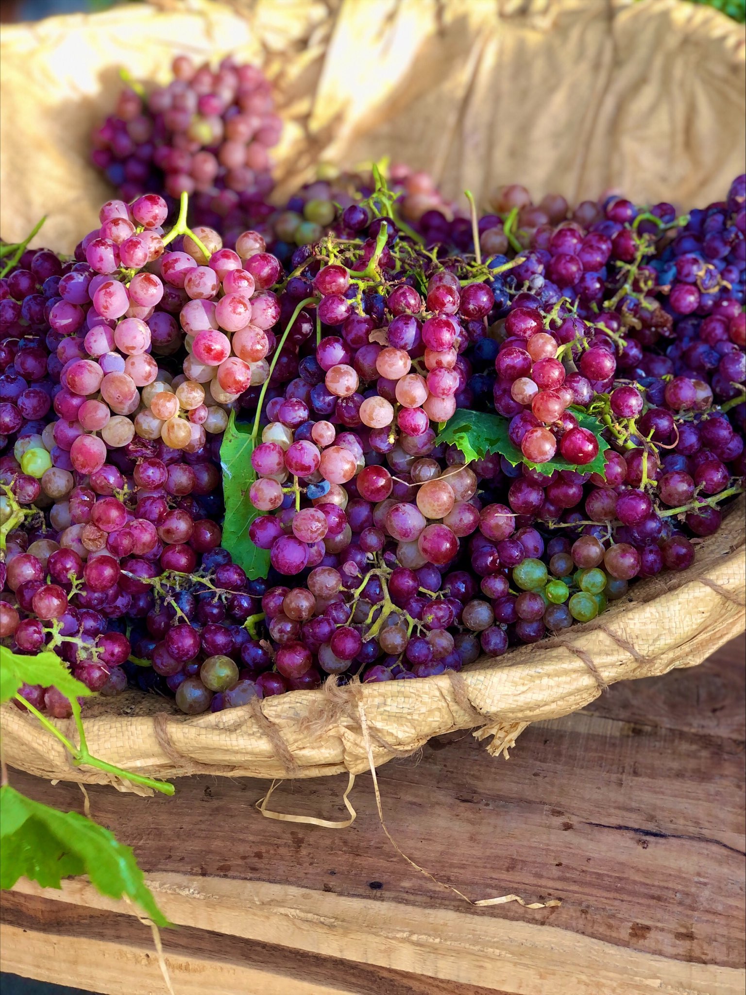 47 Types of Grapes GrapedoseExplore the benefits of Grapes
