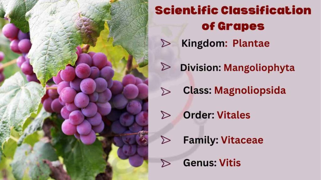 Image showing the Scientific Classification of Grapes