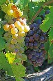 Image showing the Muscat Grapes