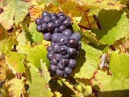 Image showing the Pinot Noir grapes
