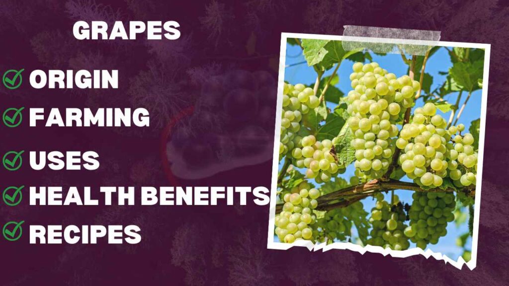 grapes-fruit-types-nutrition-health-benefits-uses-grapedose-explore-the-benefits-of-grapes