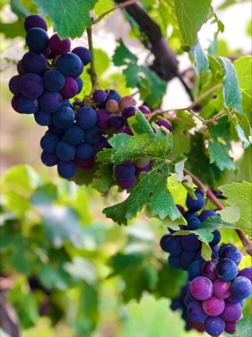Image showing the grapes for weight loss