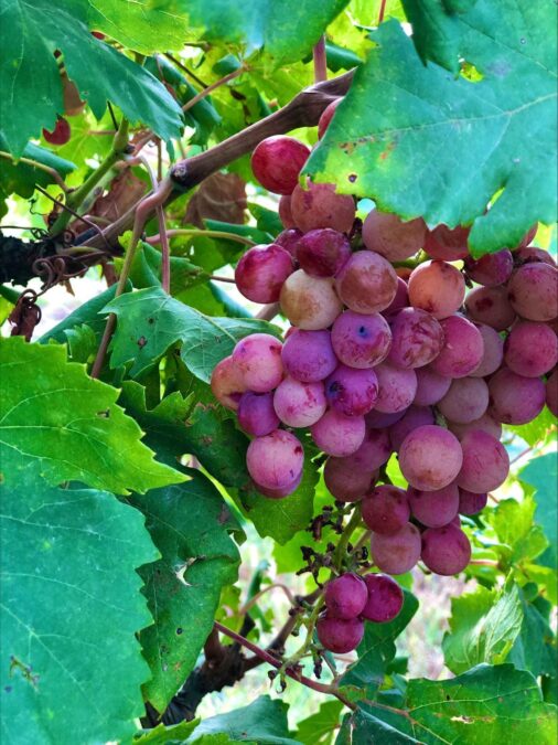 Image showing the grapes