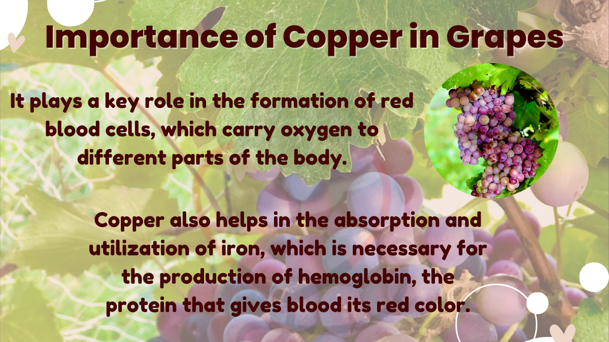 Image showing the Importance of Copper in Grapes