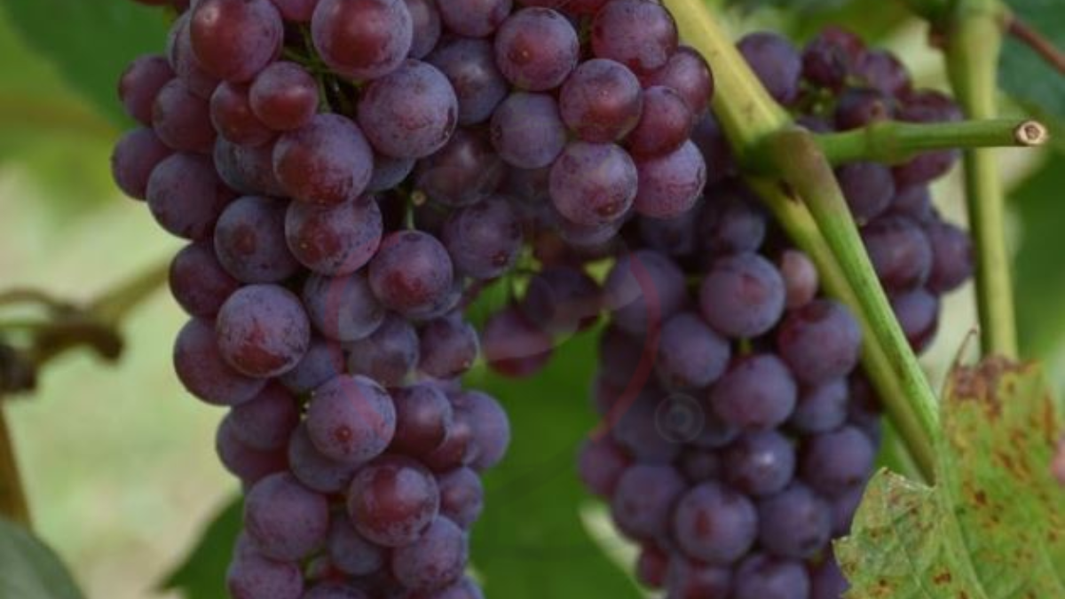 Image showing the Table Grapes
