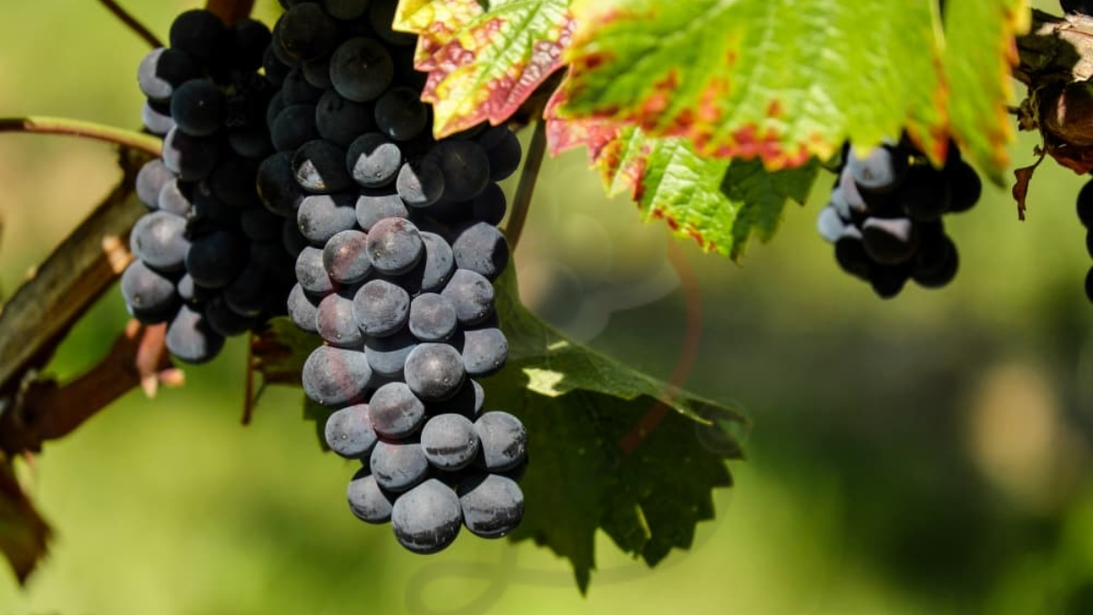 Image showing the Autumn Royal Grape- variety of grapes