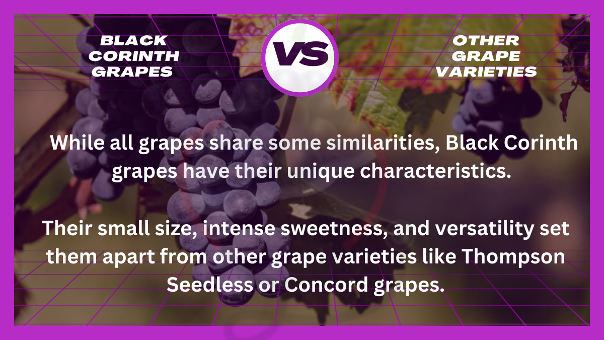 Image showing the Black Corinth Grapes vs. Other Grape Varieties