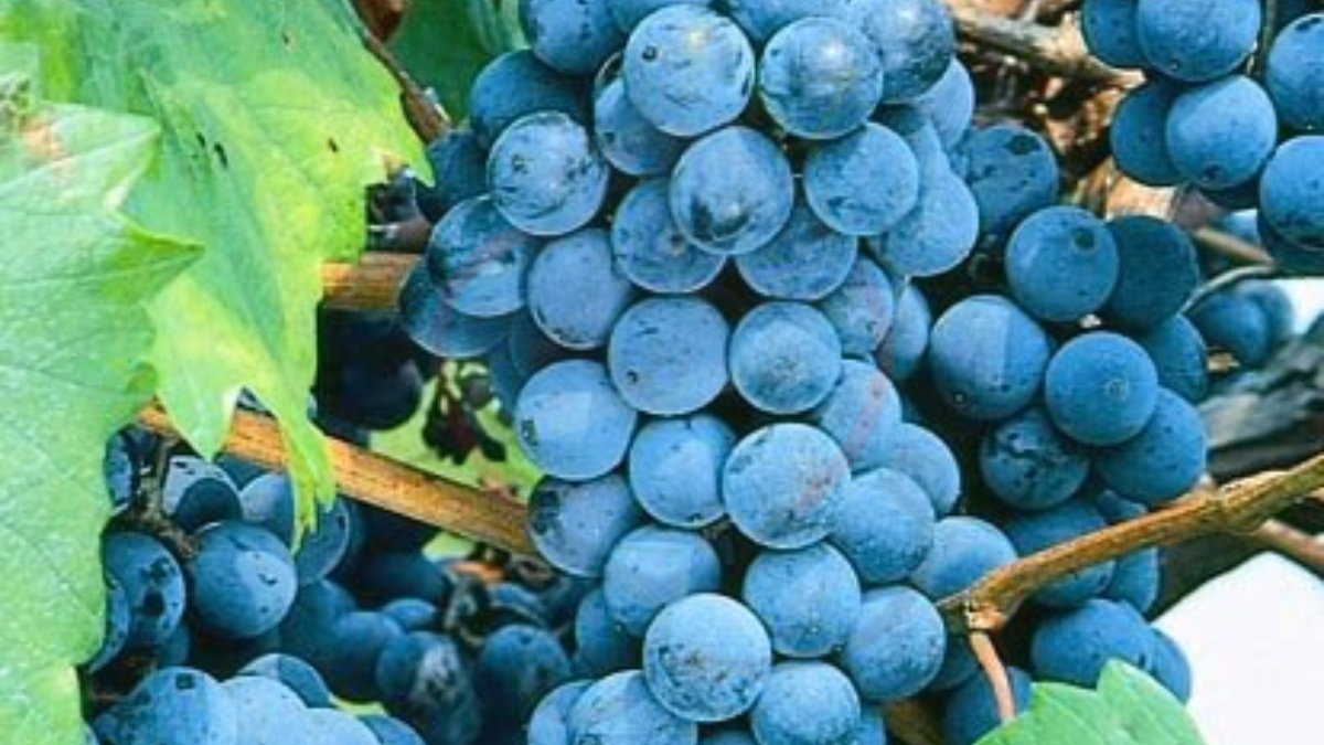 Image showing the Black Monukka-Variety of grapes