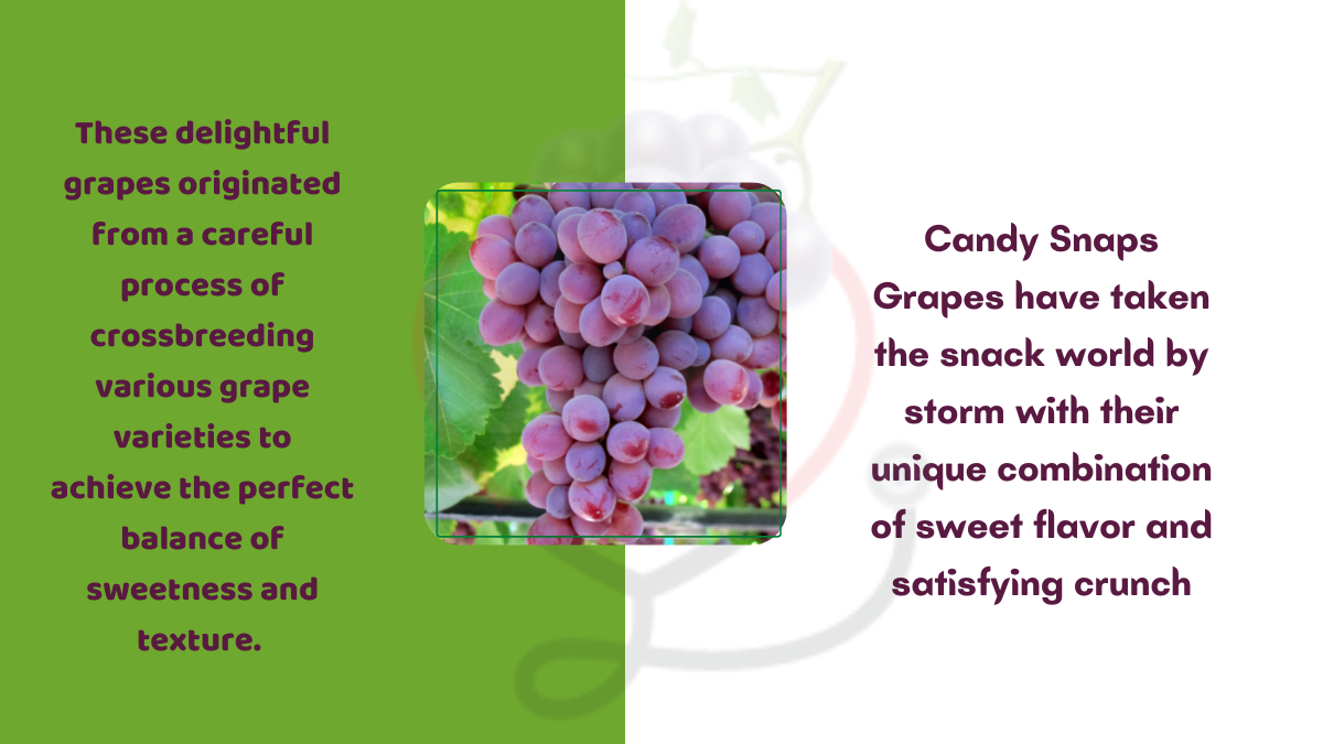 Image showing the Candy Snaps Grapes-Variety of Grapes