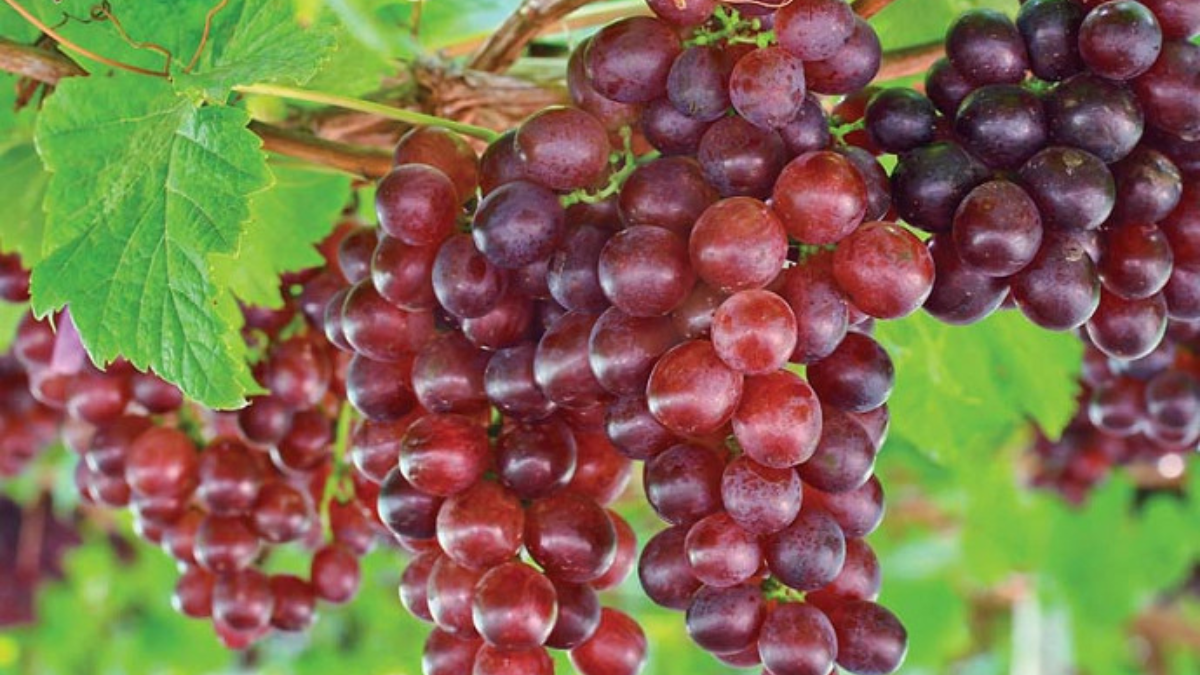 Image showing the Catawba grapes-Variety of Grapes