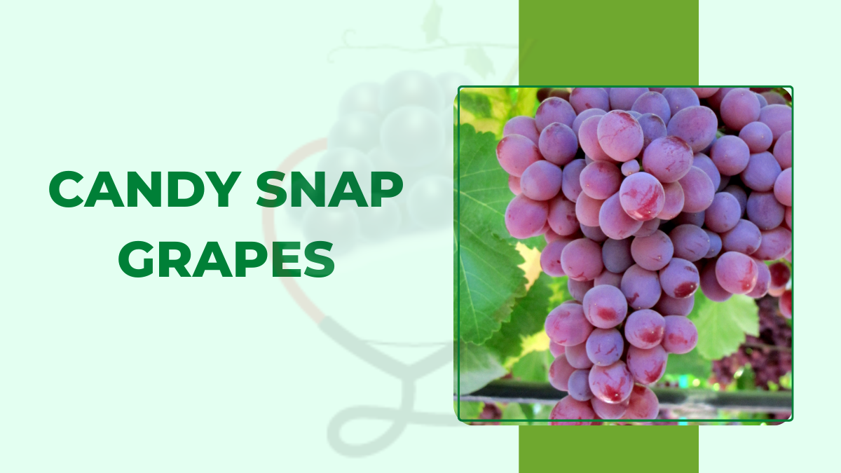 Image showing the Candy Snaps Grapes