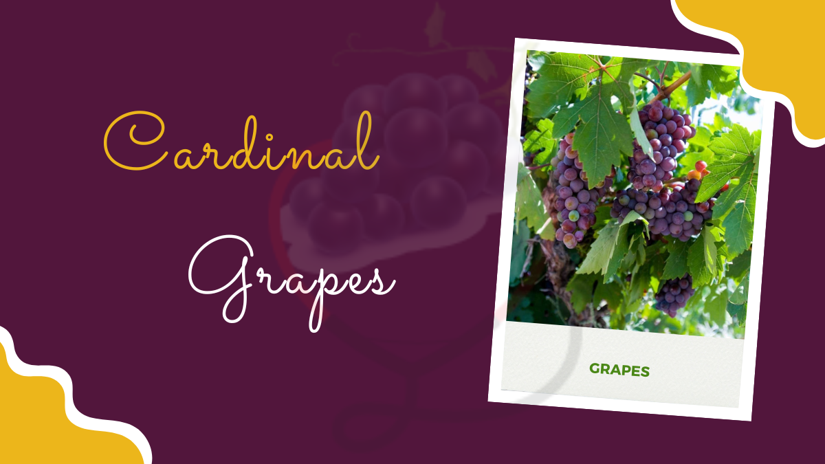 Image showing the Cardinal Grapes