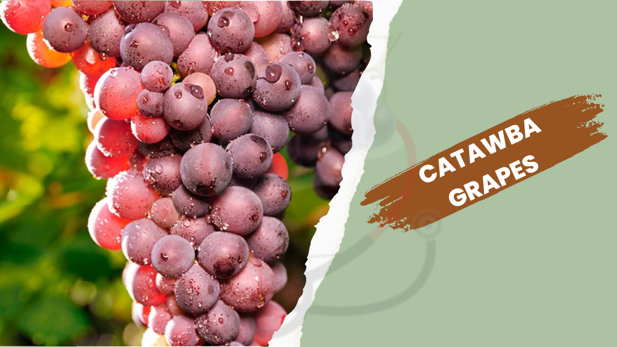 Image showing the Catawba Grapes