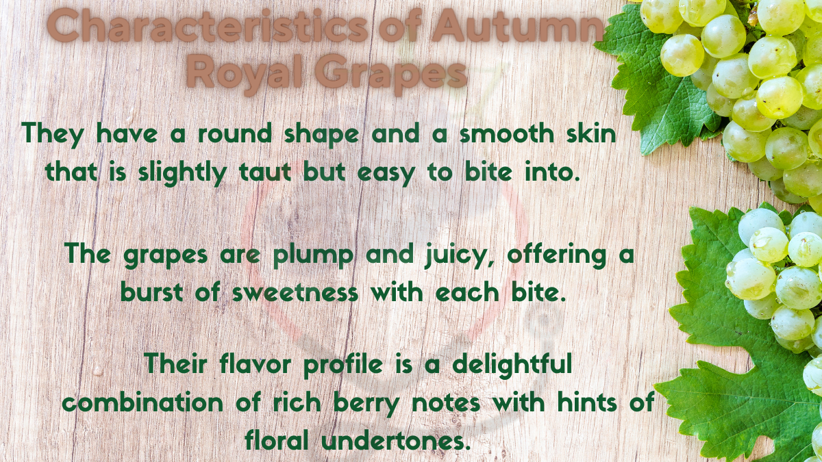 Image showing the Characteristics of Autumn Royal Grapes