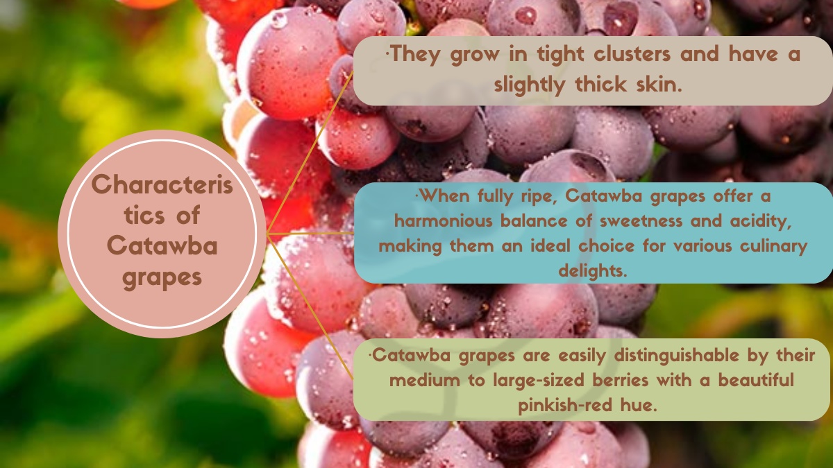 Image showing the Characteristics of Catawba grapes