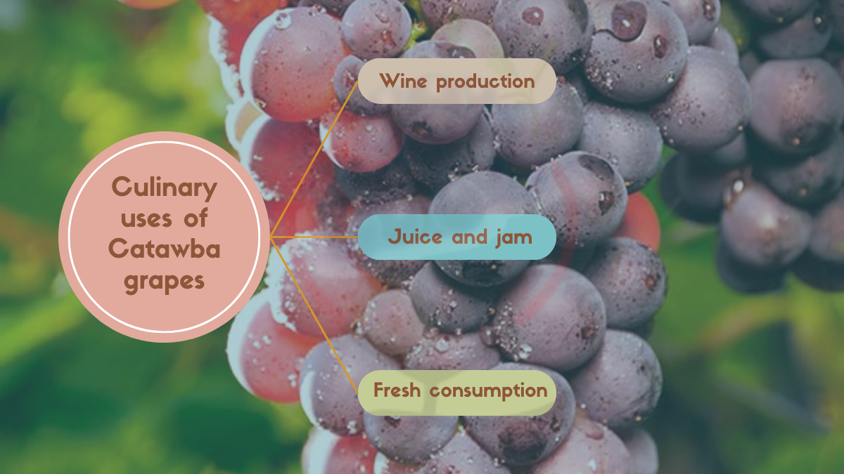 Image showing the Culinary uses of Catawba grapes