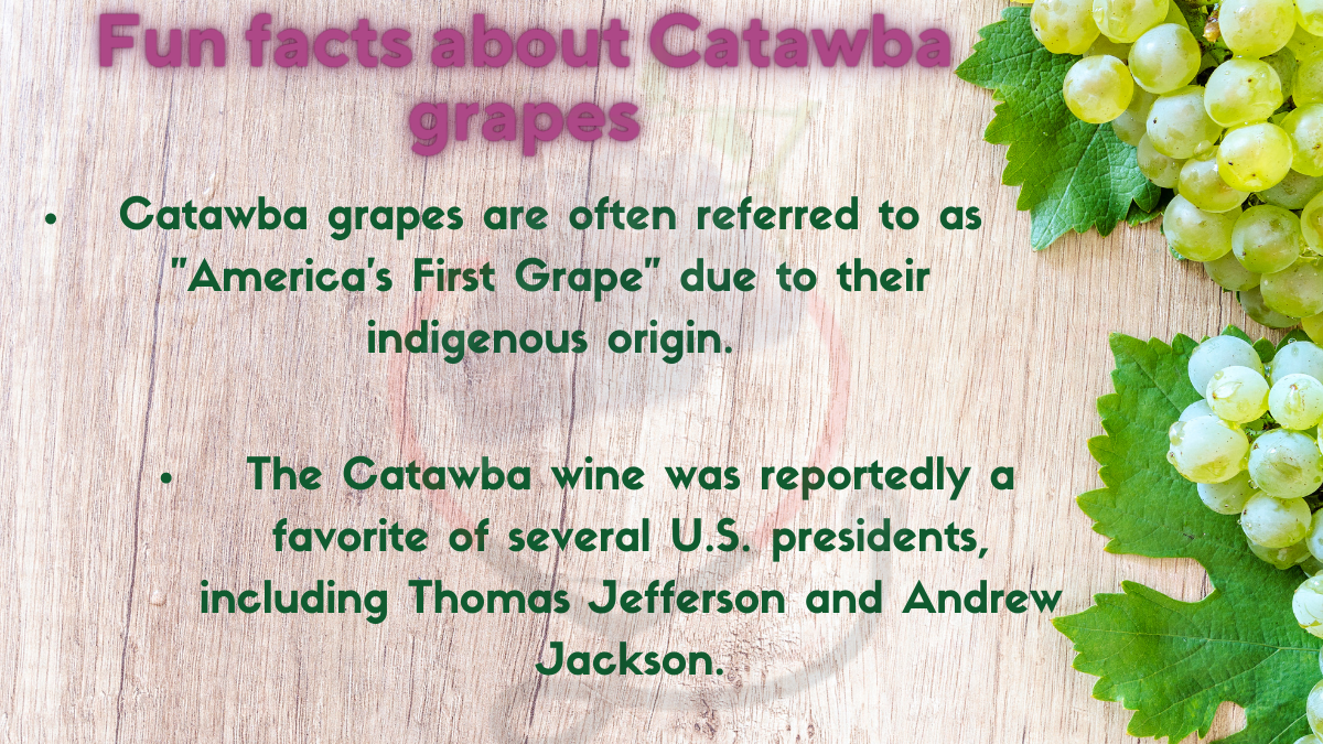 Image showing the Fun facts about Catawba grapes