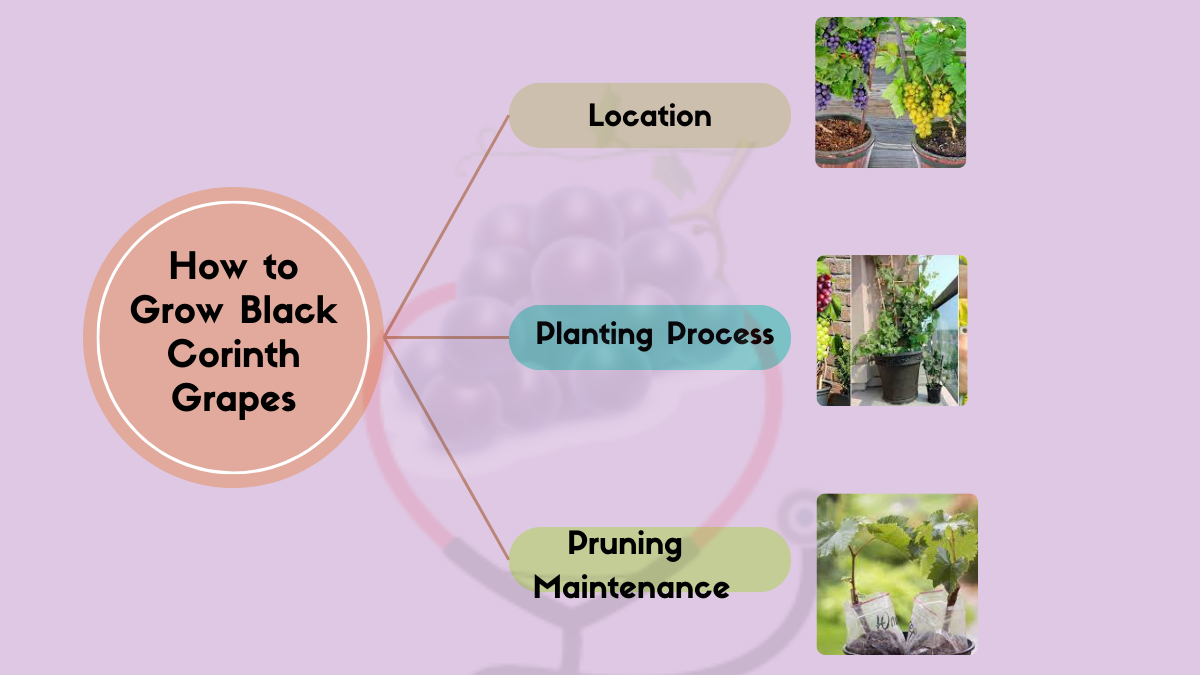 Image showing the How to Grow Black Corinth Grapes