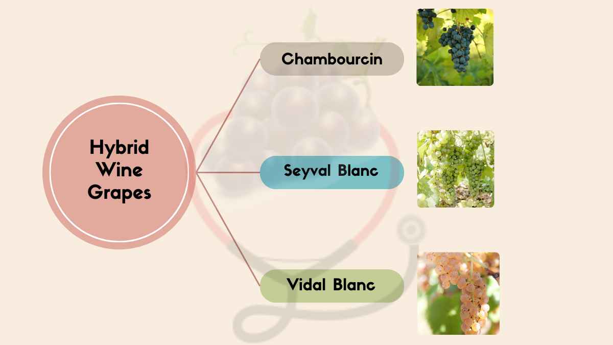 Image showing the Hybrid Wine Grapes