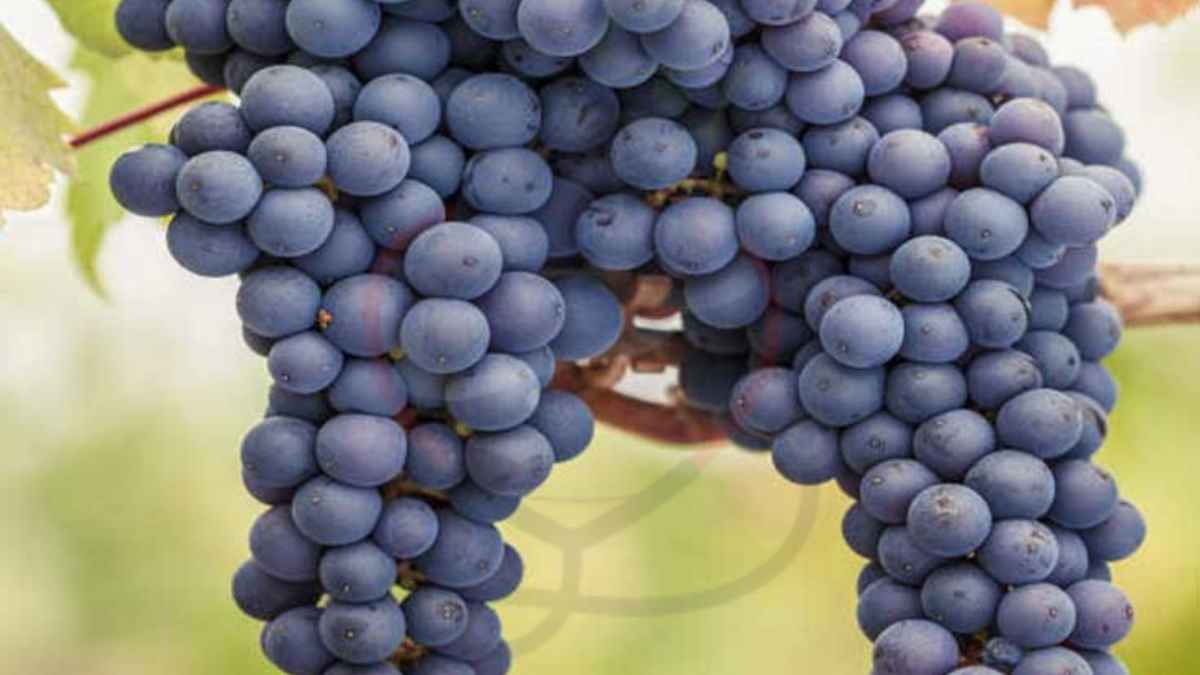Image showing the Pinot Noir