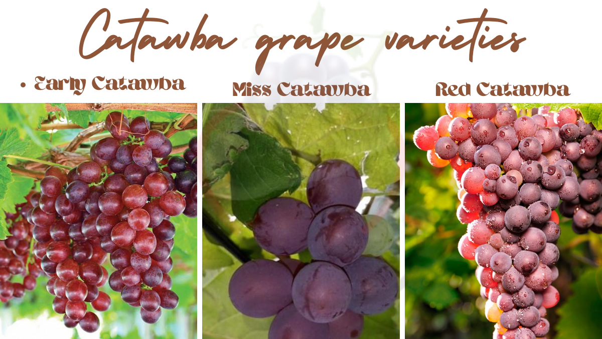 Image showing the Popular Catawba grape varieties