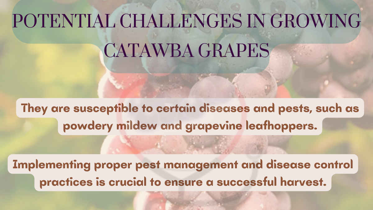 Image showing the Potential challenges in growing Catawba grapes