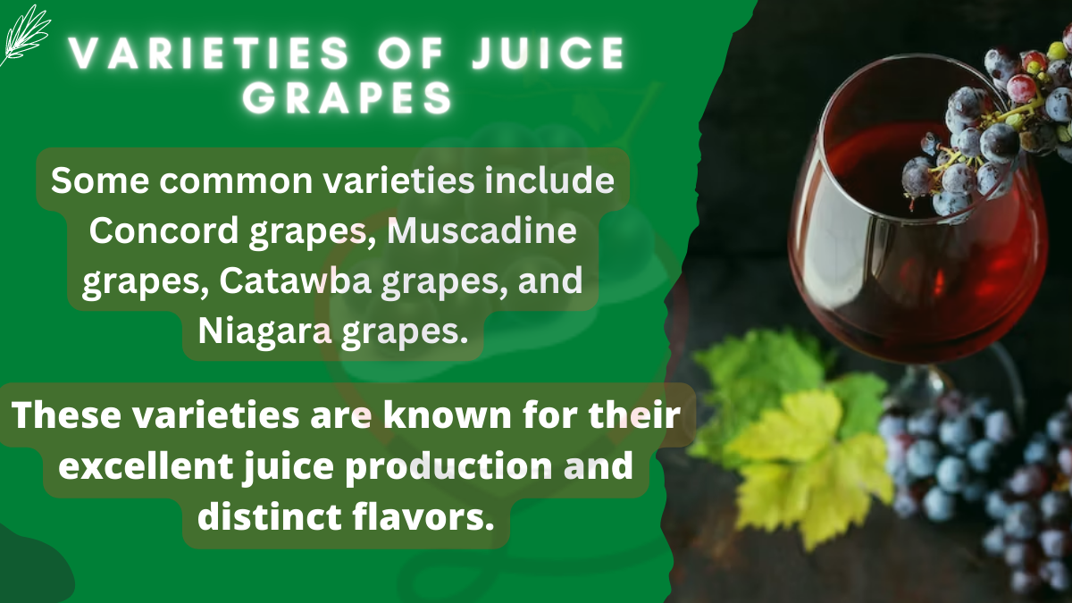 Image showing the Varieties of Juice Grapes
