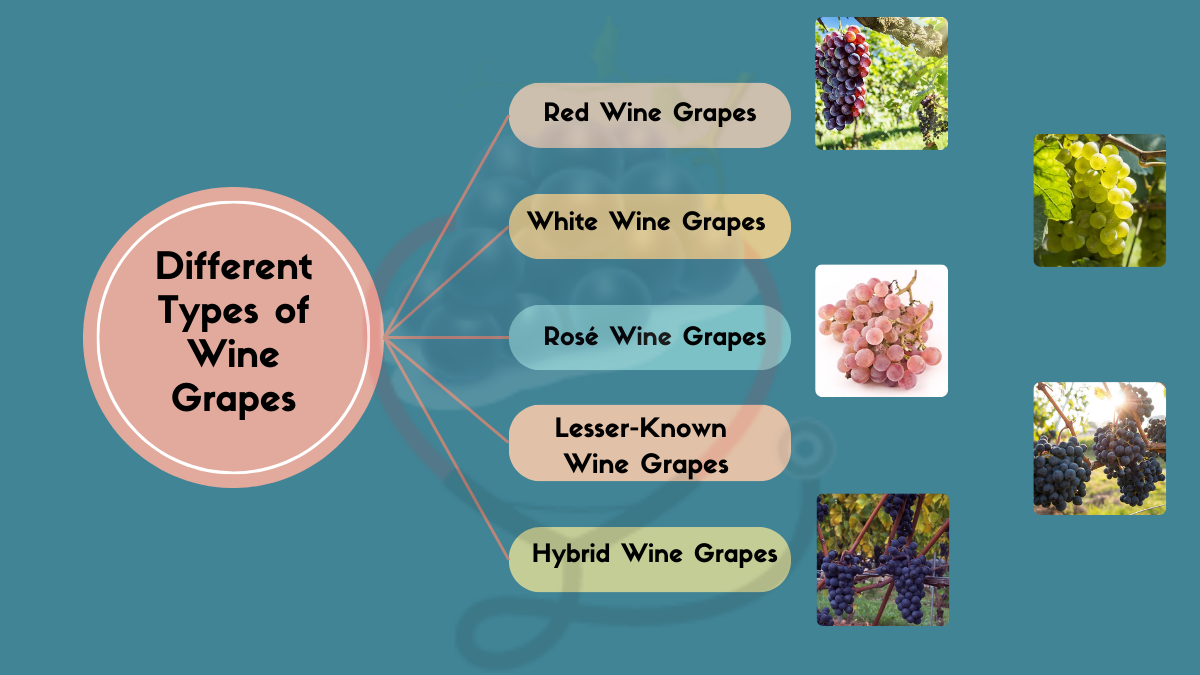 Image showing the Common Types of Wine Grapes