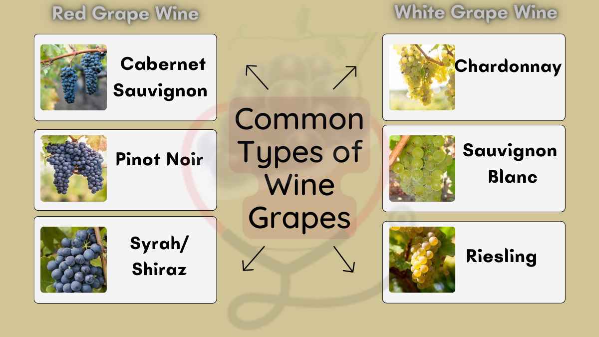 Image showing red and white wine grapes types