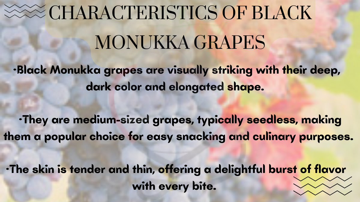 Image showing the Characteristics of Black Monukka Grapes