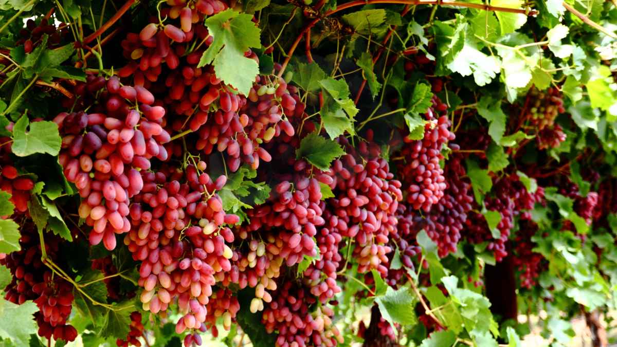 Image showing the Crimson Grapes- A variety of grapes