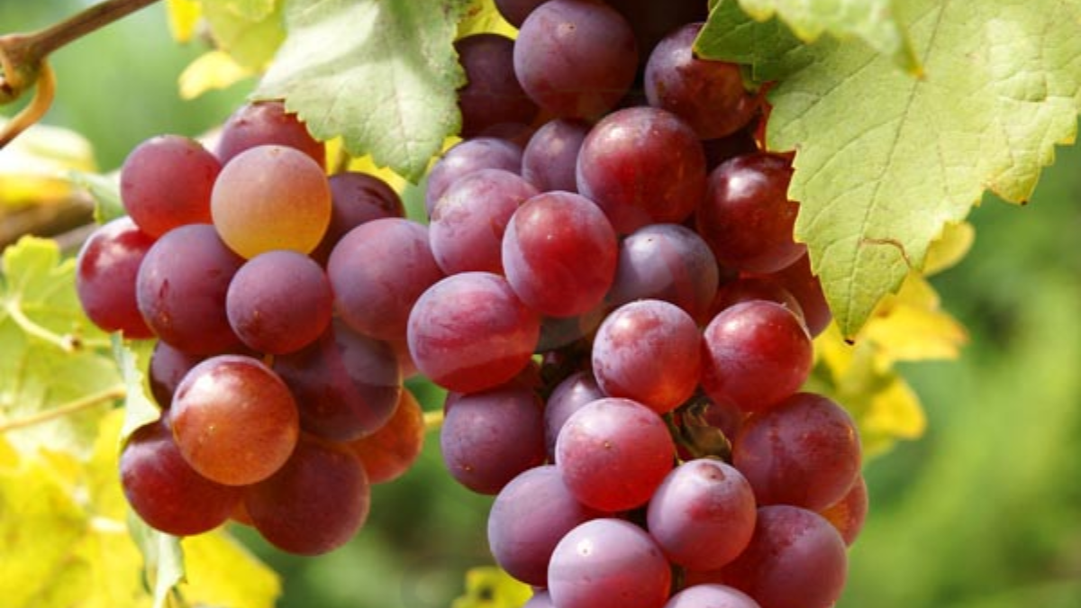 Image showing the Flame Seedless grape