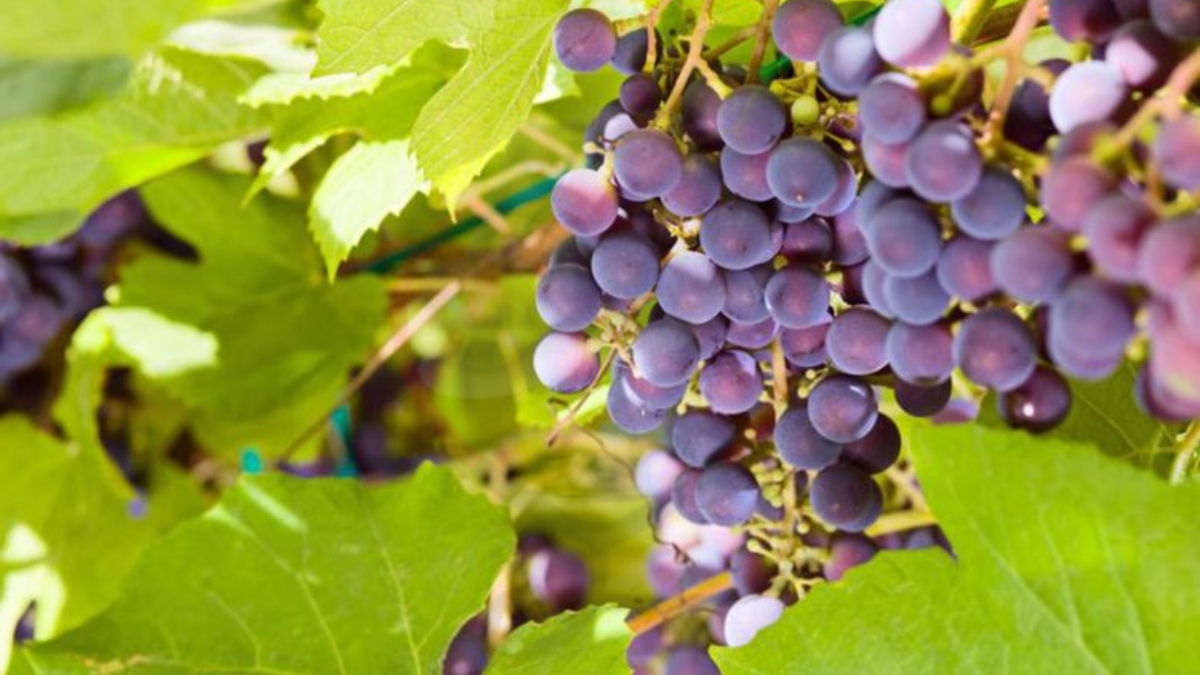 Image showing the fox grapes- a type of grapes