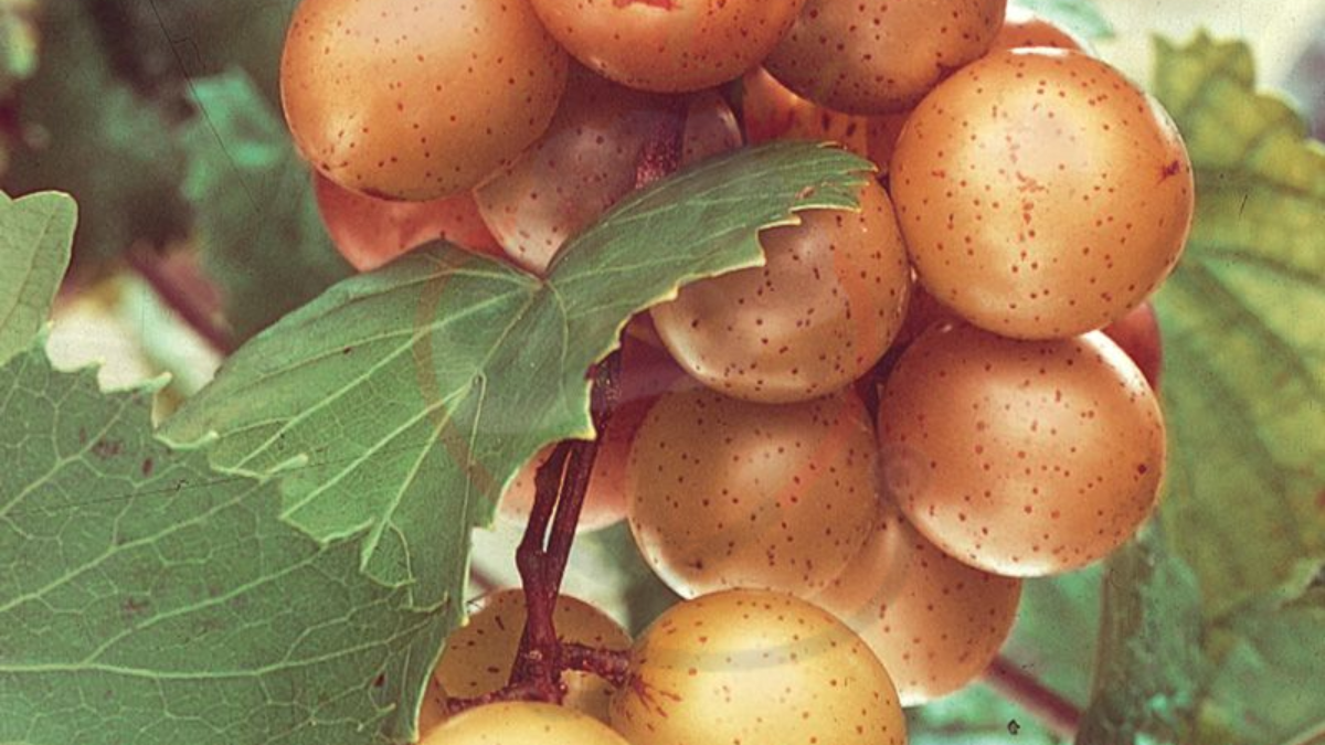 Image showing the Fry Muscadine Grapes
