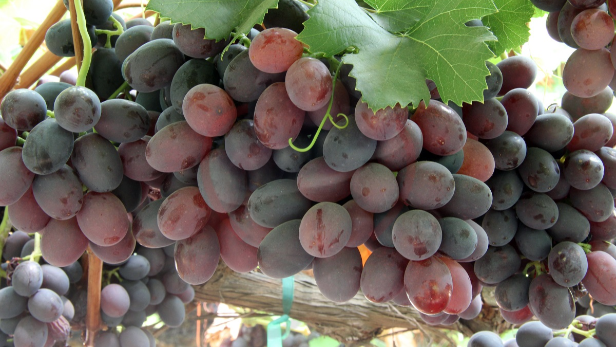Image showing the Gum Drop Grapes- A types of Grapes