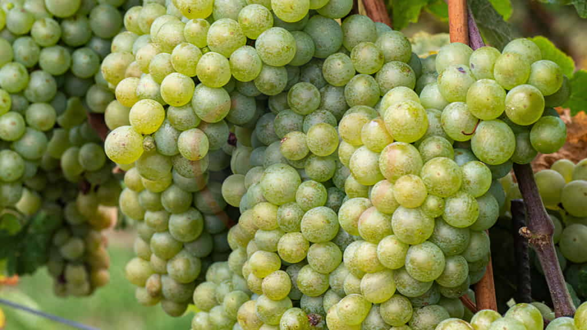 Image showing the Himrod Grapes