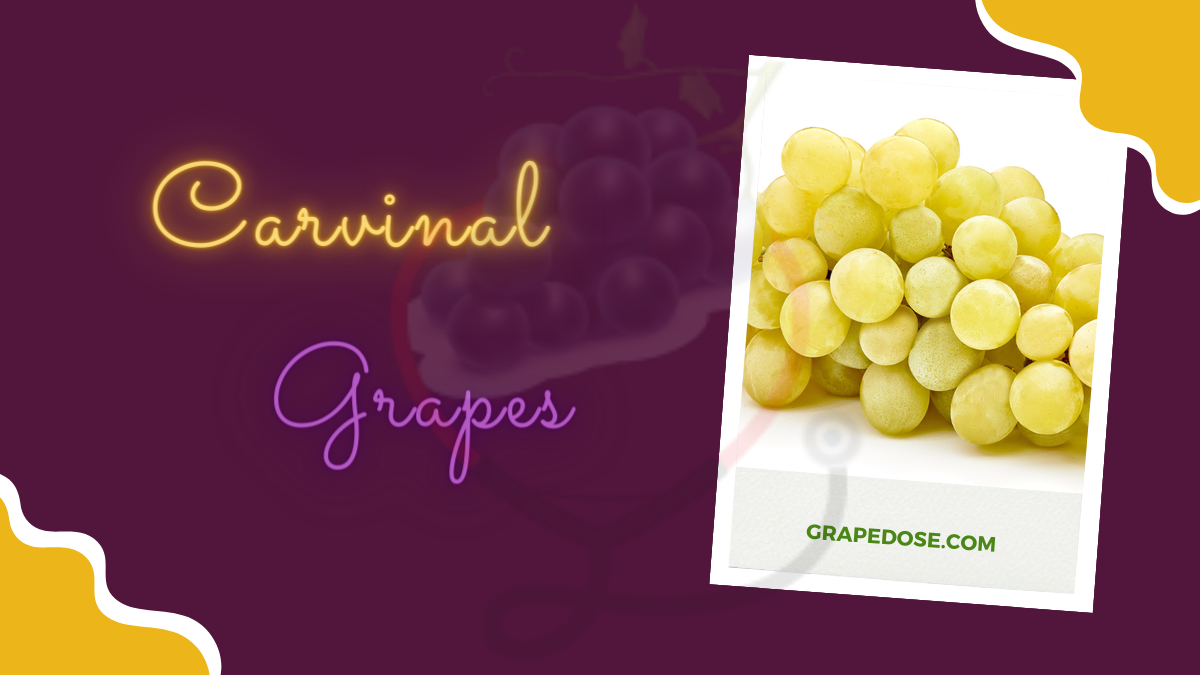 Image showing the Carnival grapes