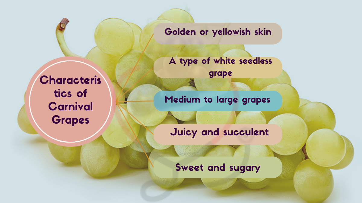 Image showing the Characteristics of Carnival Grapes
