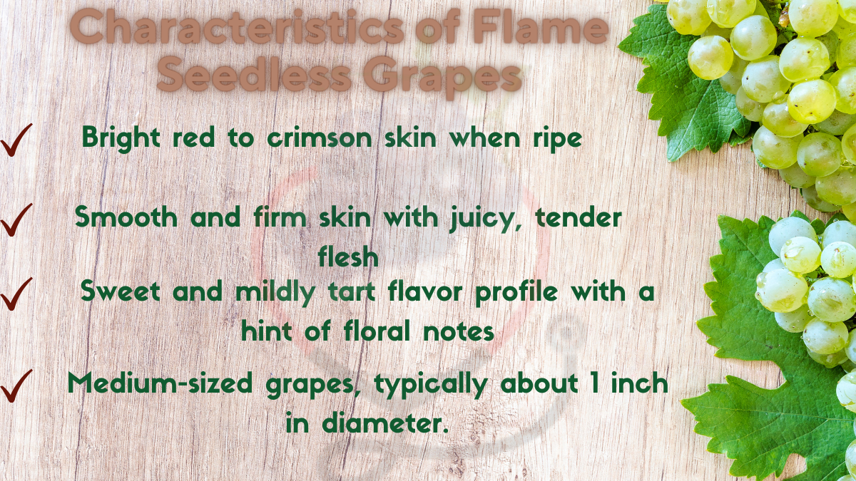 Image showing the Characteristics of Flame Seedless Grapes