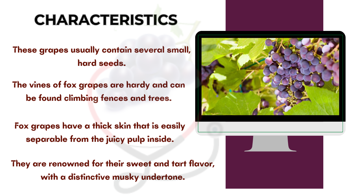 Image showing the Characteristics of Fox Grapes