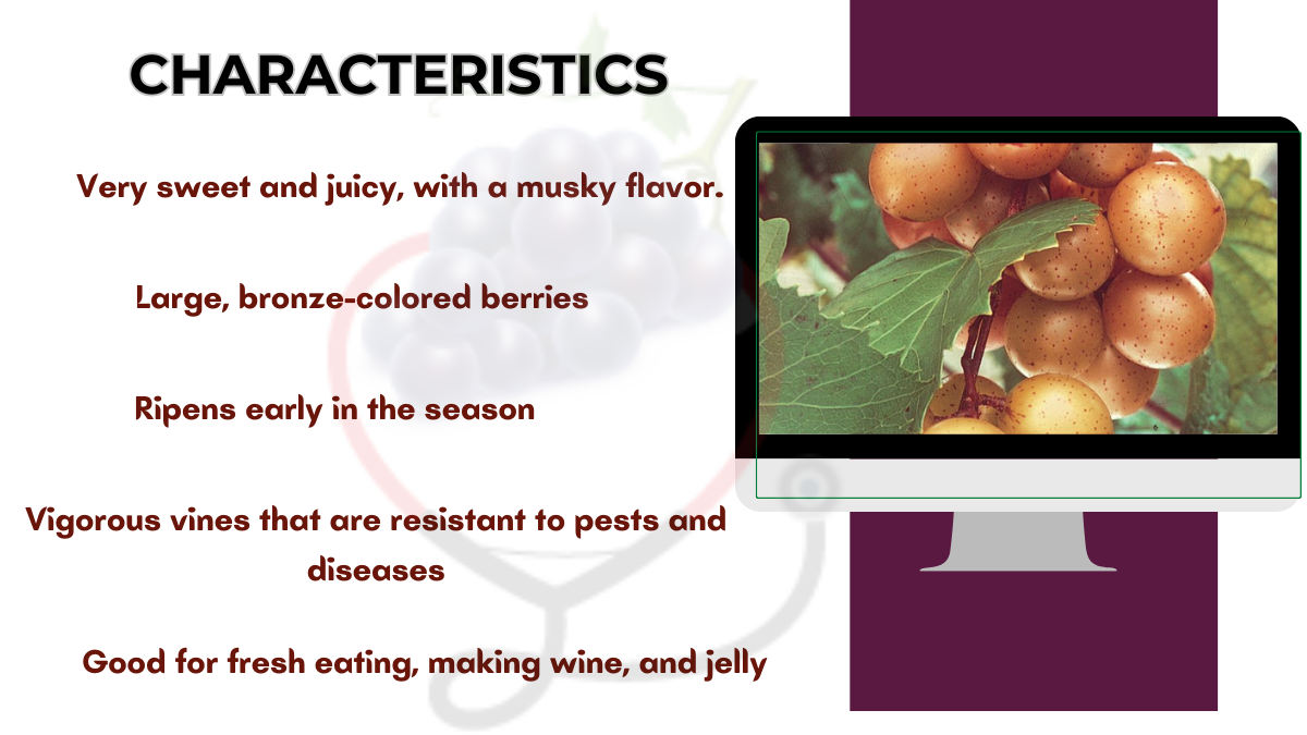 Image showing the Characteristics of Fry Muscadine Grapes