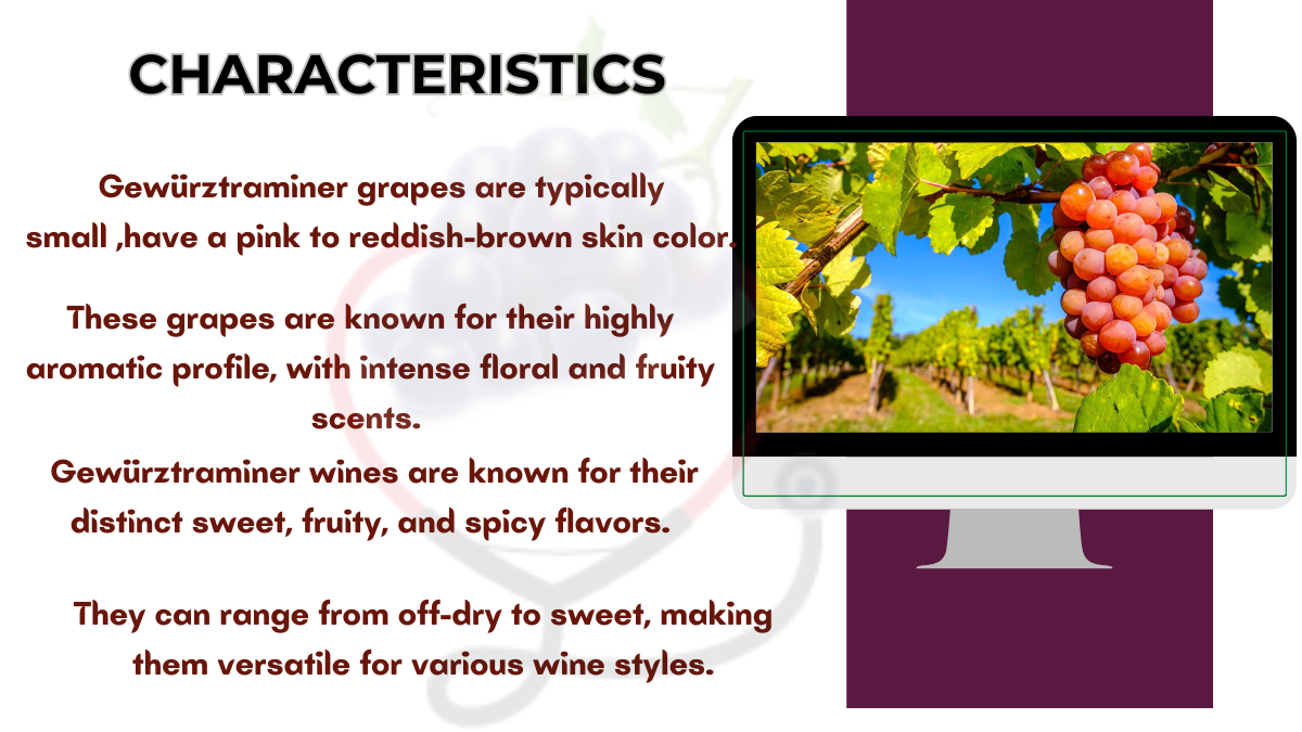 Image showing the Characteristics of Gewürztraminer Grapes