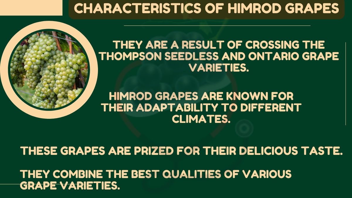 Image showing the Characteristics of Himrod Grapes