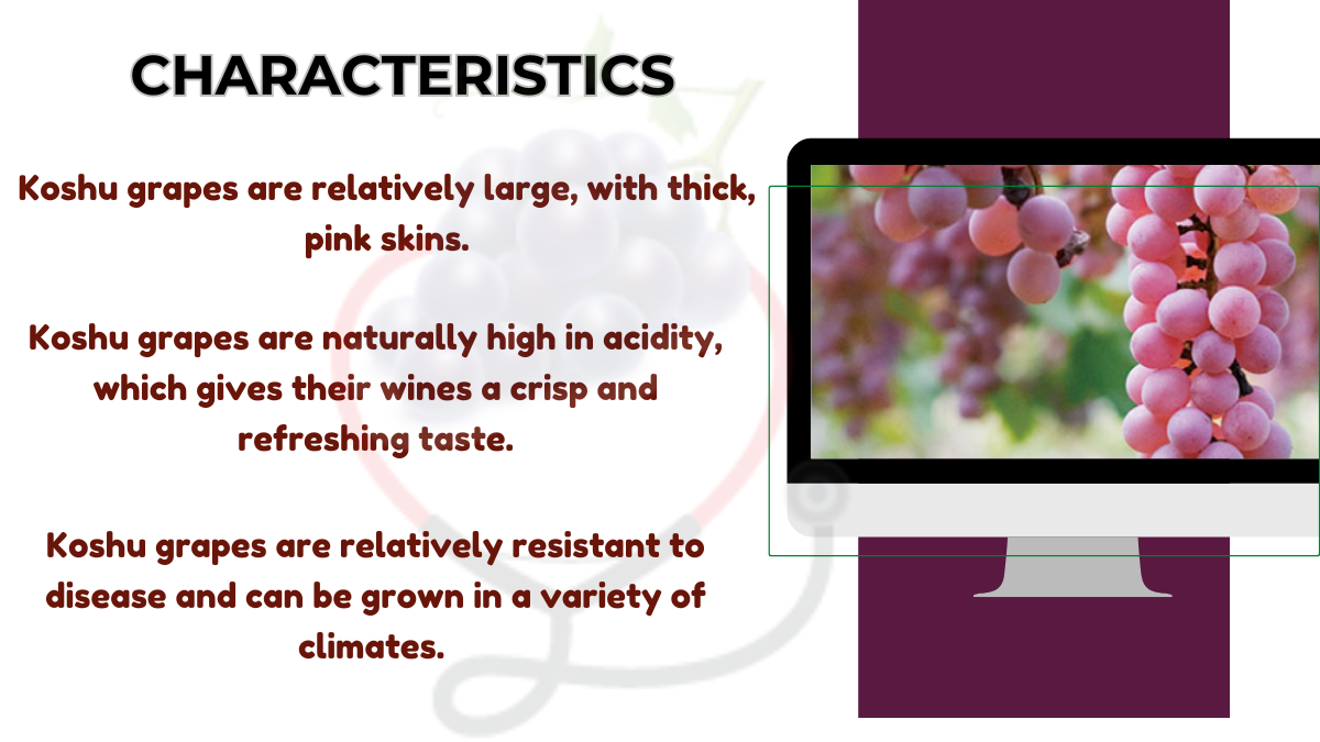 Image showing the Characteristics of Koshu Grapes