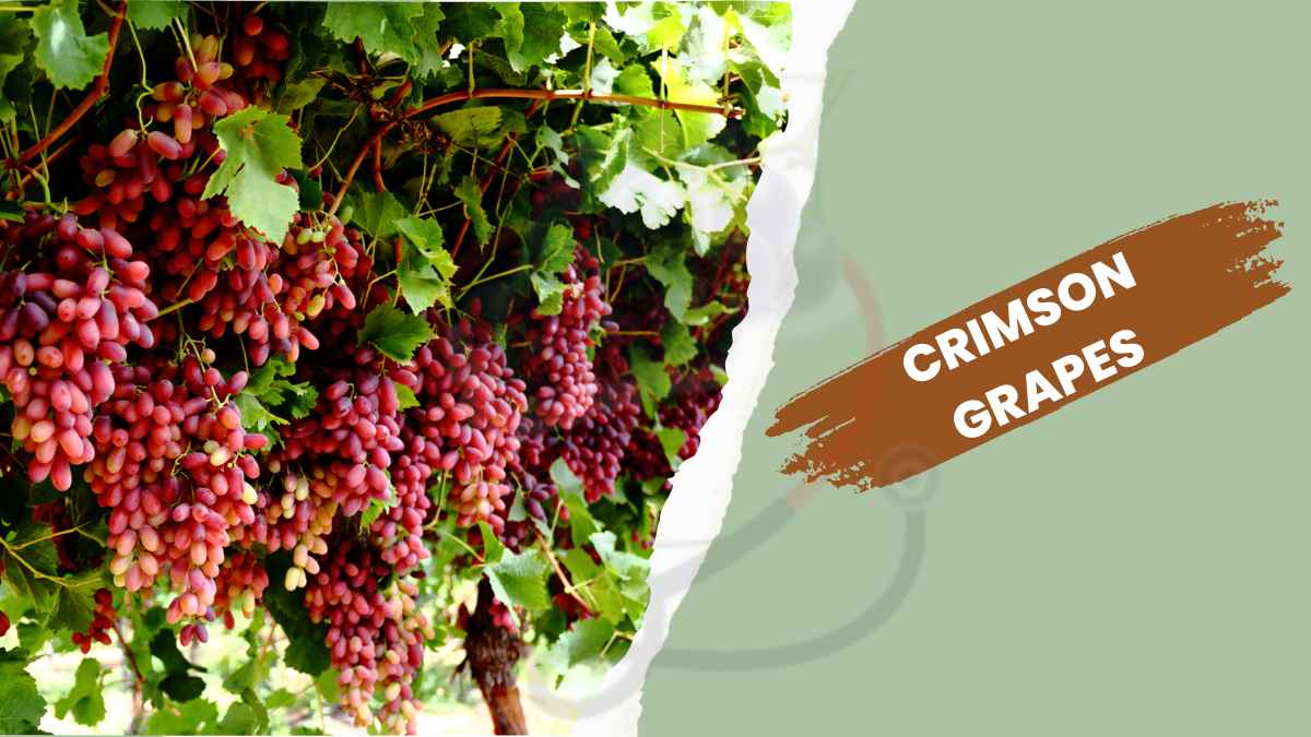 Image showing the Crimson Grapes