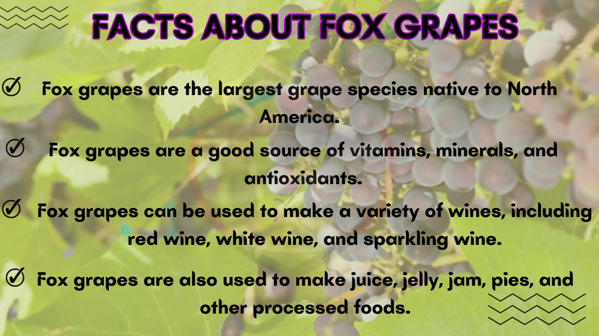 Image showing the Fascinating Facts about Fox Grapes