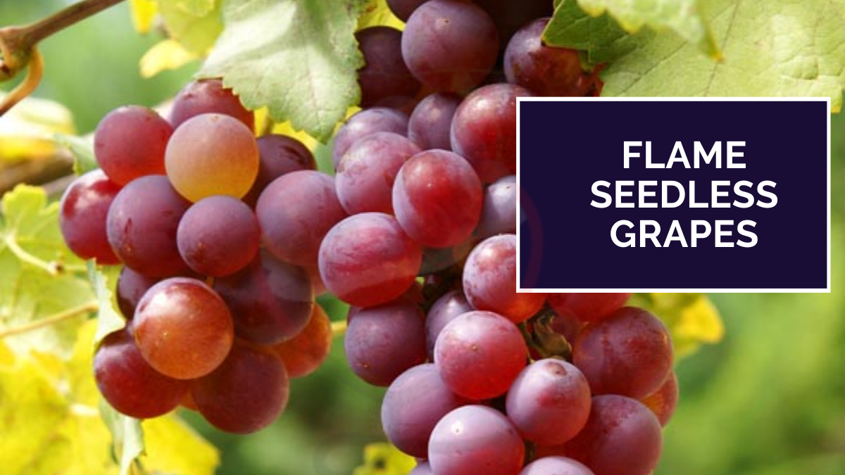Image showing the Flame Seedless Grapes
